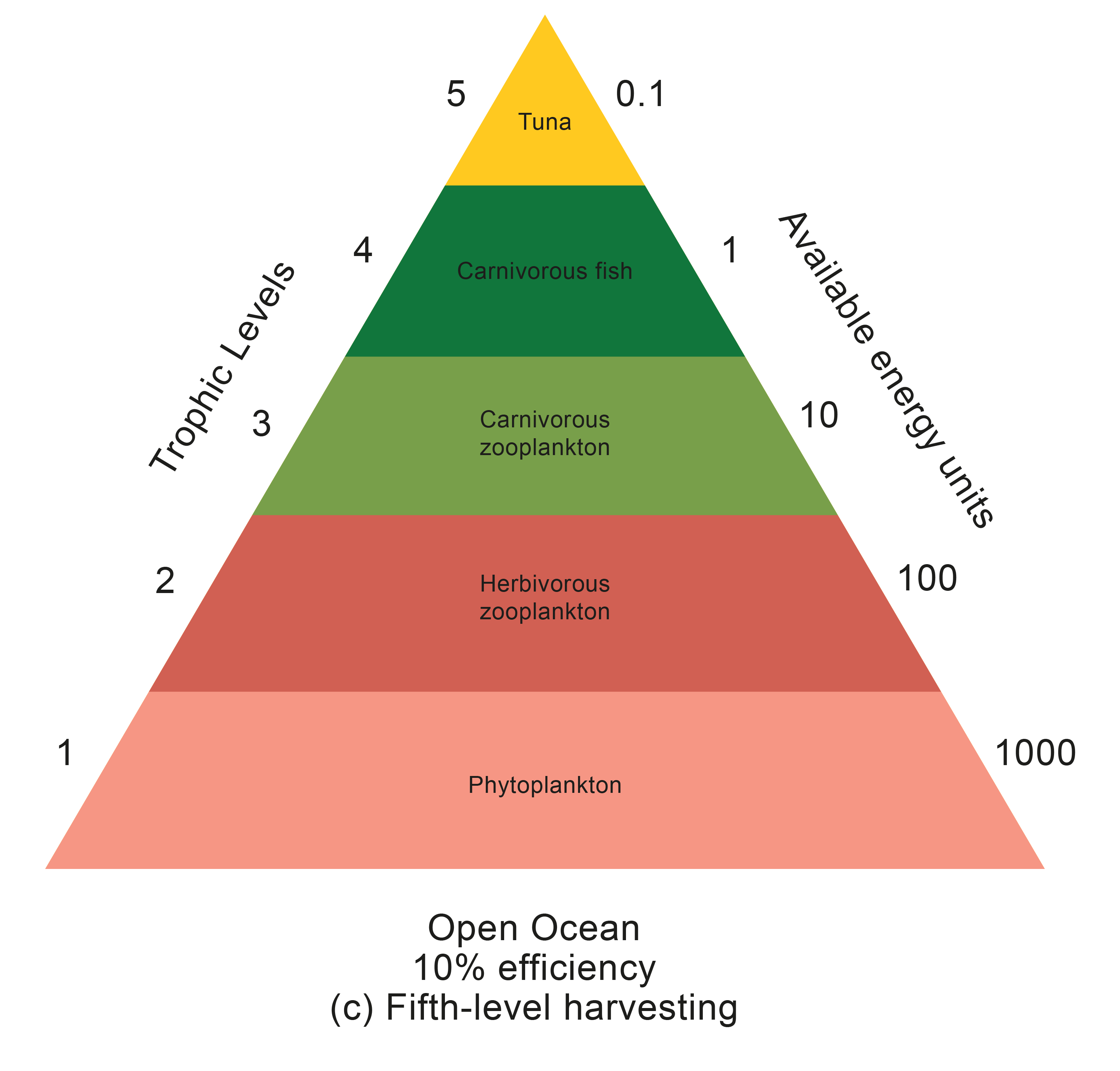 pyramids-of-number-biomass-energy-gcse-teaching-resources